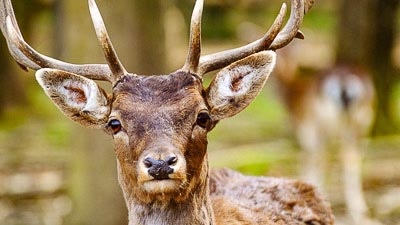 Ein junger Rehbock mit Geweih steht im Wald.