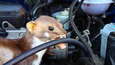 Ein Marder beißt im Motorraum ein Kabel an